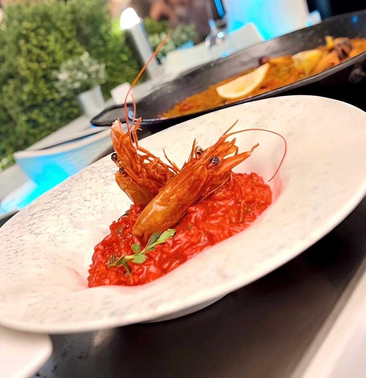 Gambas rojas sobre risotto de tomate